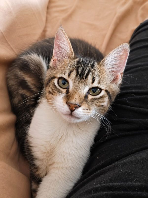 BARNABÉ - Chat à adopter - photo 8
