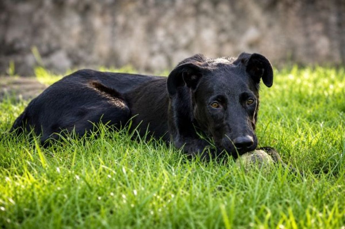BOUBA - Chien à adopter - photo 2