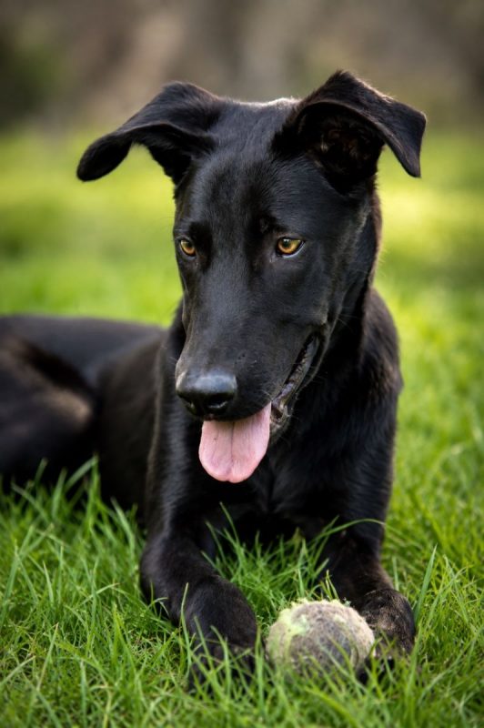 BOUBA - Chien à adopter