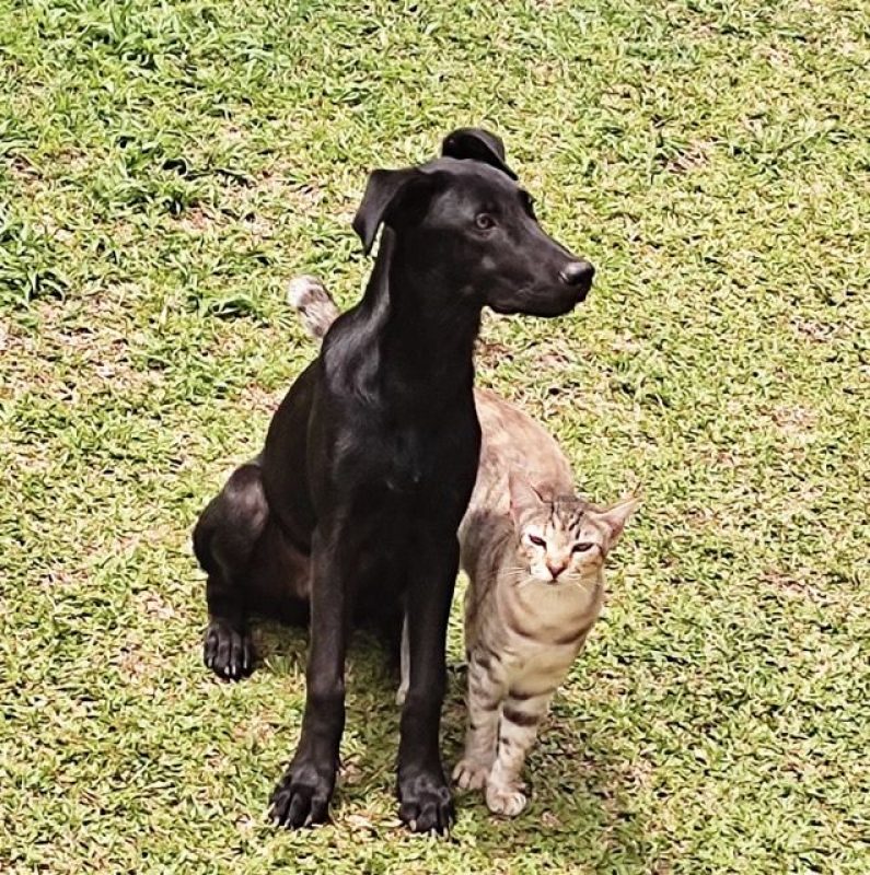 BOUBA - Chien à adopter - photo 4