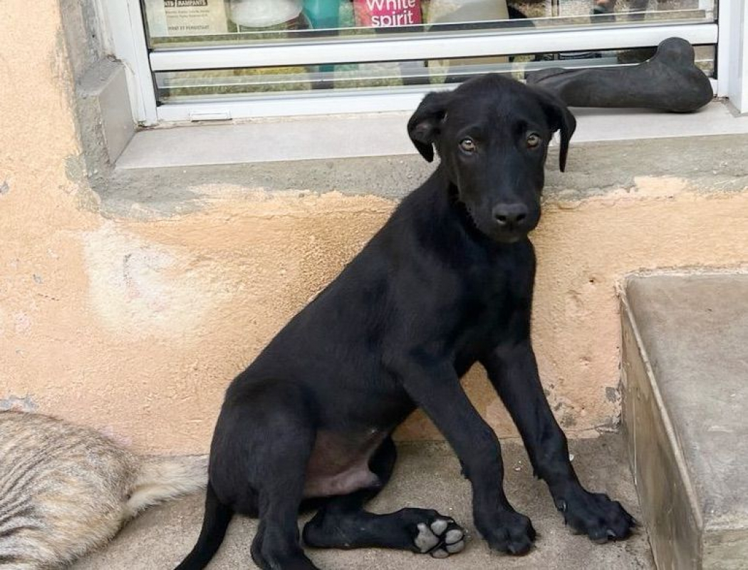 Photo #5 de BOUBA