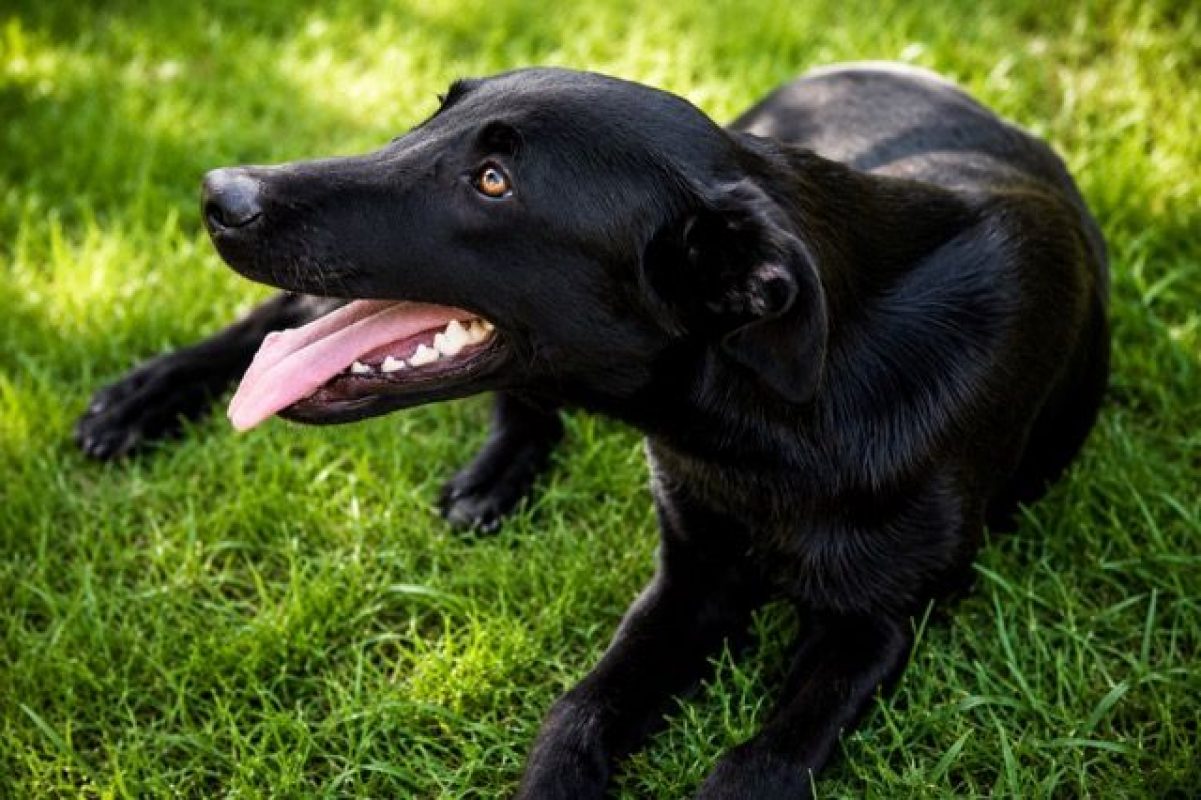 BOUBA - Chien à adopter - photo 6