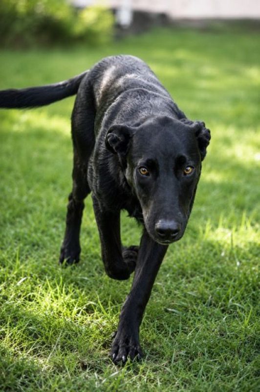 BOUBA - Chien à adopter - photo 3