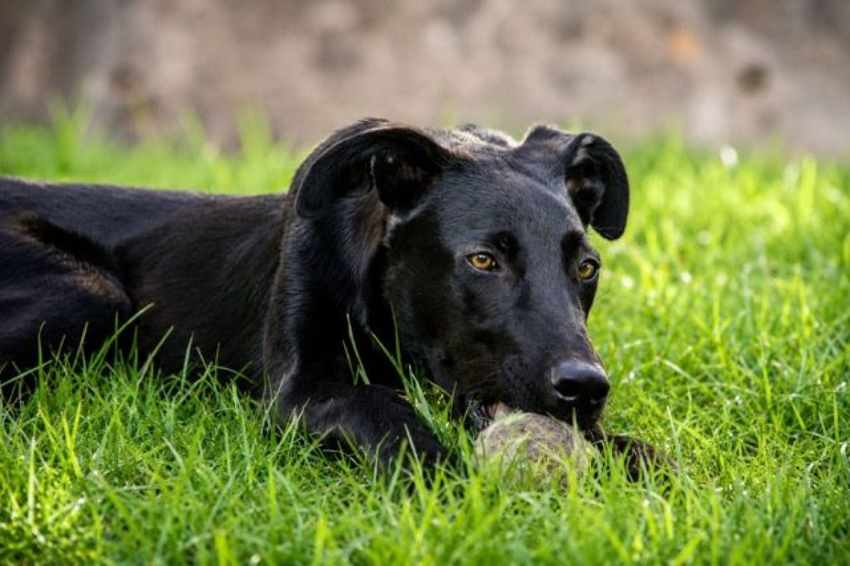 BOUBA - Chien à adopter - photo 7