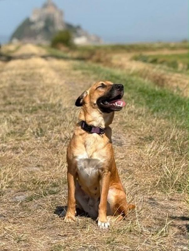 CIEL - Chien à adopter - photo 4