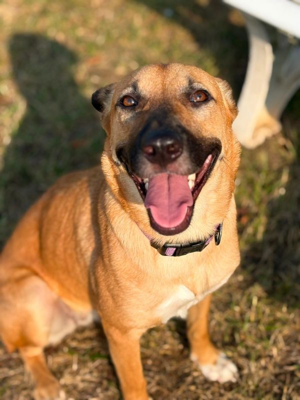 CIEL - Chien à adopter - photo 6