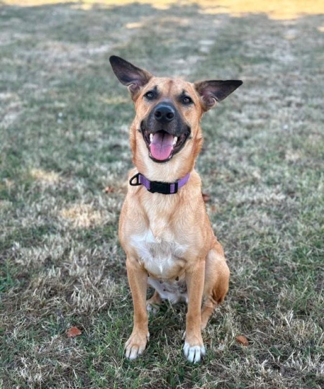 CIEL - Chien à adopter - photo 3