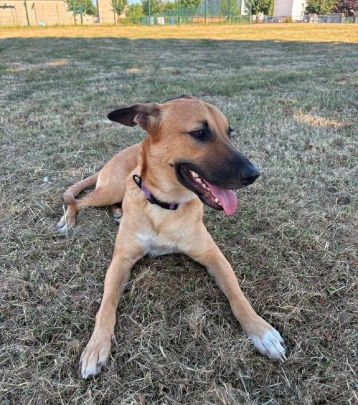 CIEL - Chien à adopter - photo 7