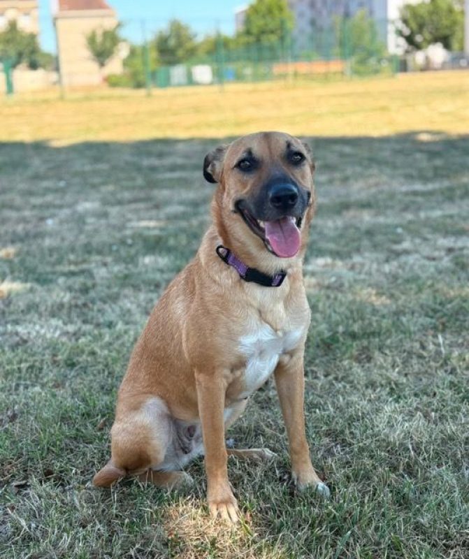 CIEL - Chien à adopter - photo 2
