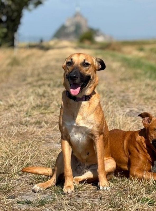 CIEL - Chien à adopter