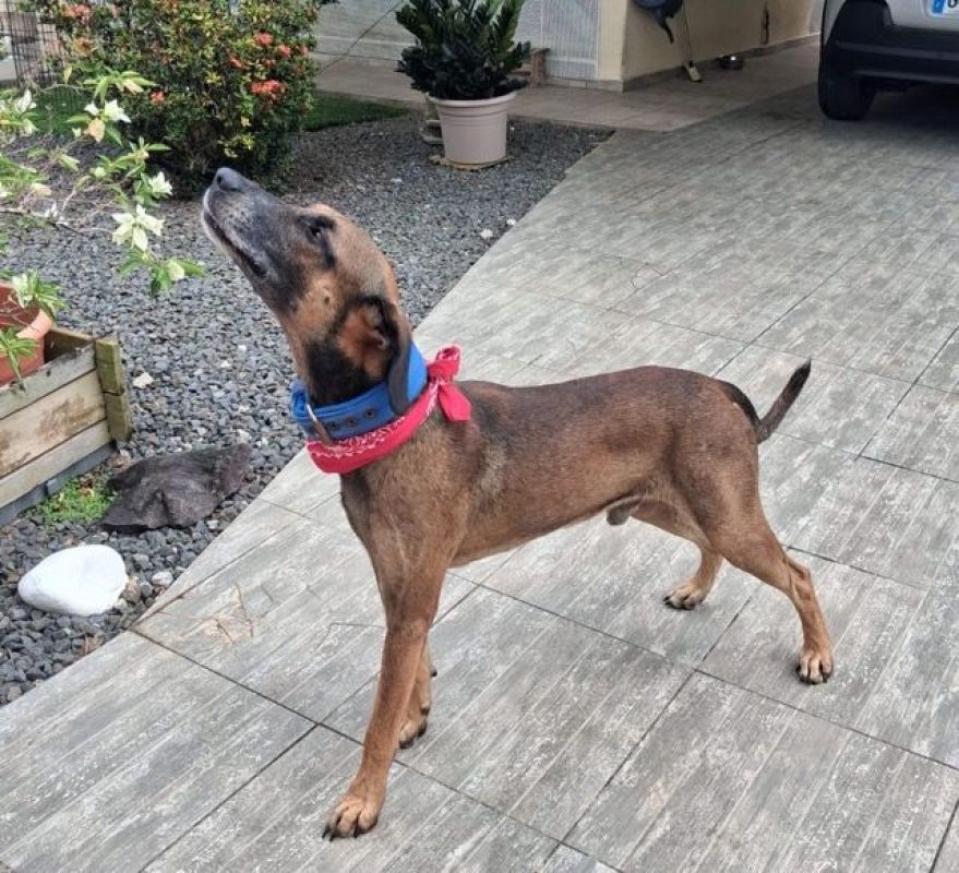 KAZÉ - Chien à adopter - photo 7