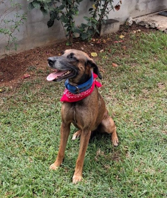KAZÉ - Chien à adopter - photo 5