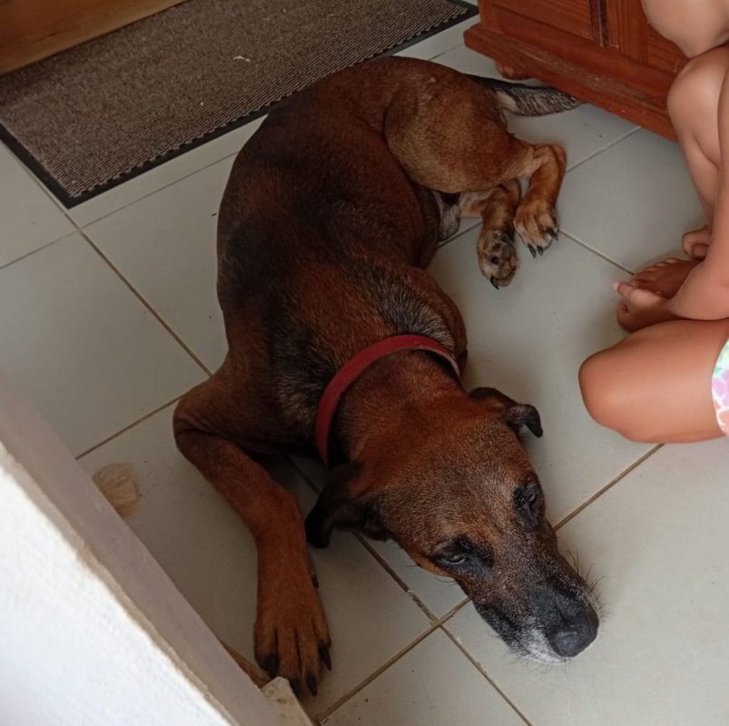KAZÉ - Chien à adopter - photo 4