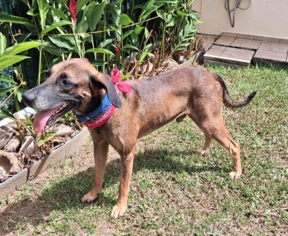 KAZÉ - Chien à adopter - photo 6