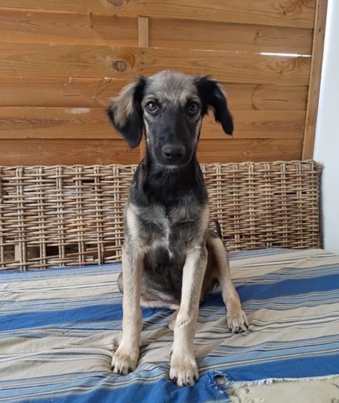 MAHÉ - Chien à adopter - photo 2