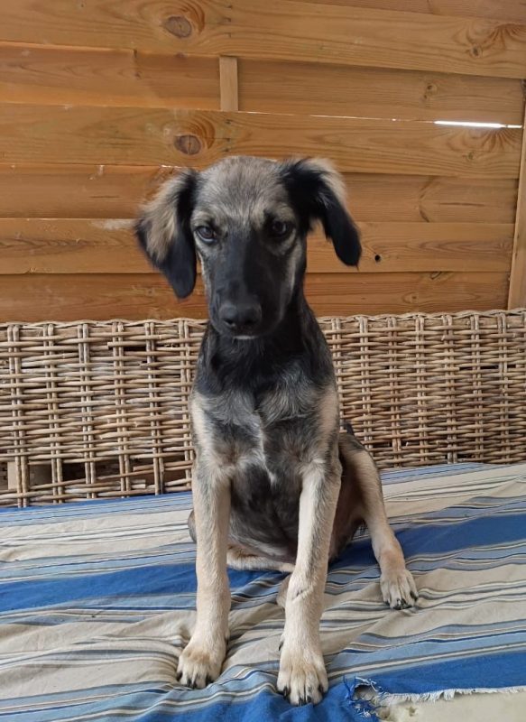 MAHÉ - Chien à adopter - photo 6