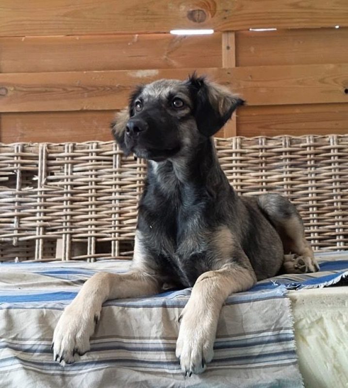 MAHÉ - Chien à adopter - photo 5