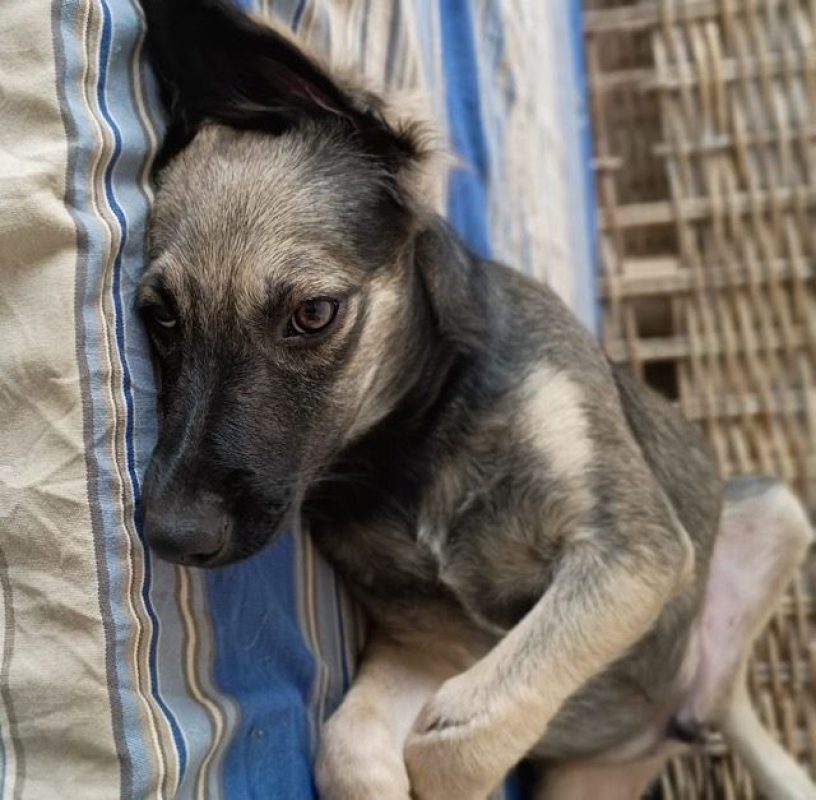 MAHÉ - Chien à adopter - photo 4
