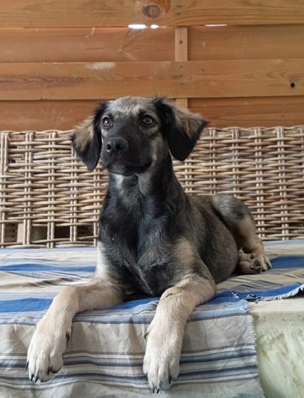 MAHÉ - Chien à adopter