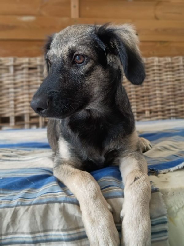 MAHÉ - Chien à adopter - photo 3
