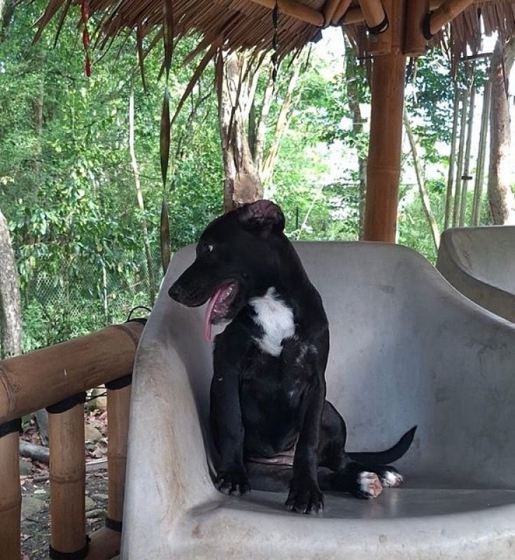 NÉVÉ - Chien Braque allemand à poil court à adopter - photo 5