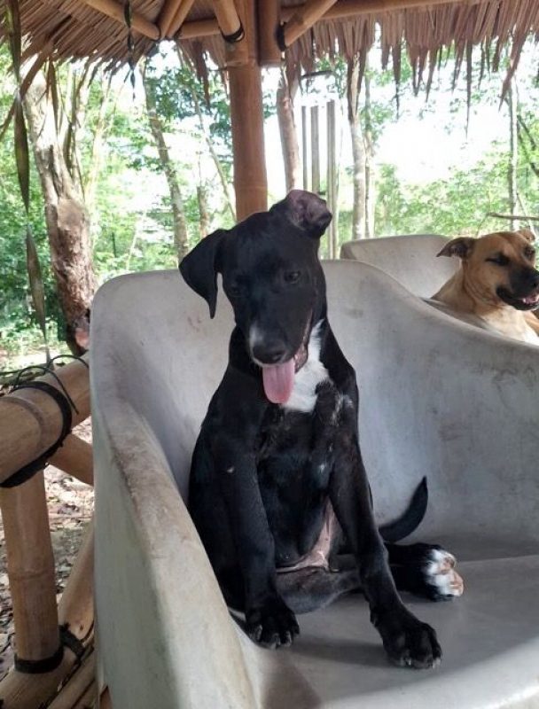 NÉVÉ - Chien Braque allemand à poil court à adopter - photo 4