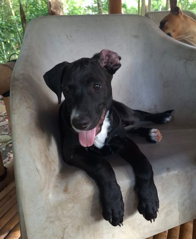 NÉVÉ - Chien Braque allemand à poil court à adopter - photo 2