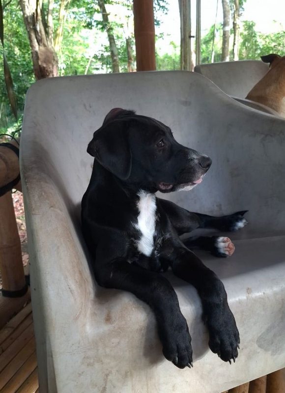 NÉVÉ - Chien Braque allemand à poil court à adopter - photo 6