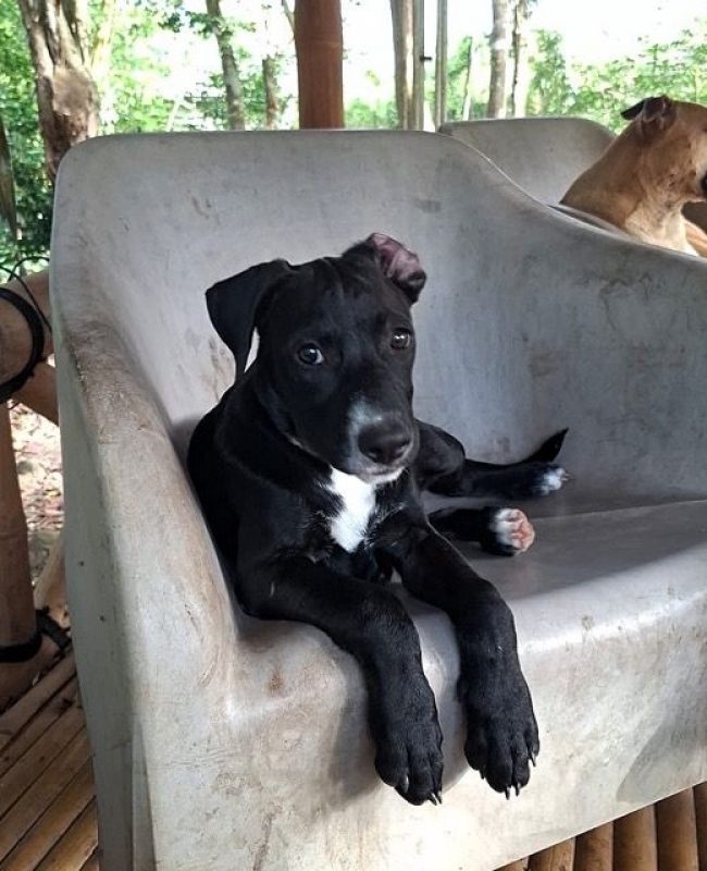 NÉVÉ - Chien Braque allemand à poil court à adopter
