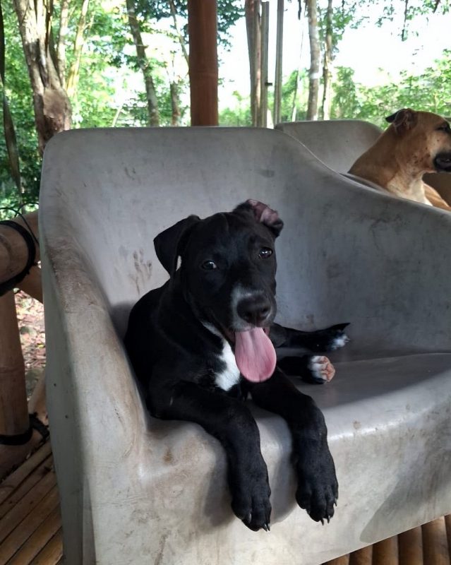 NÉVÉ - Chien Braque allemand à poil court à adopter - photo 3