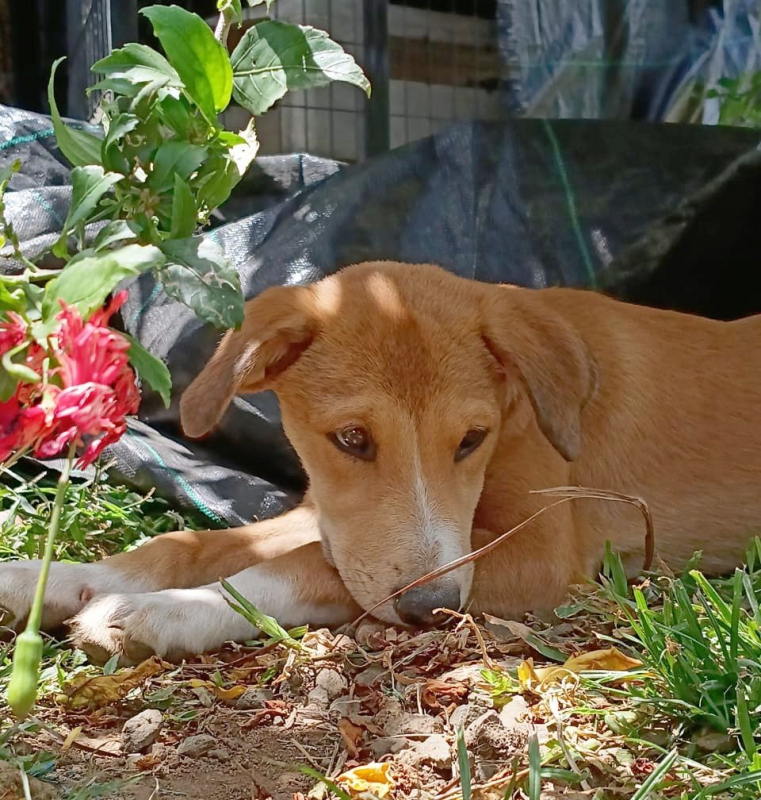 Photo #6 de NILO