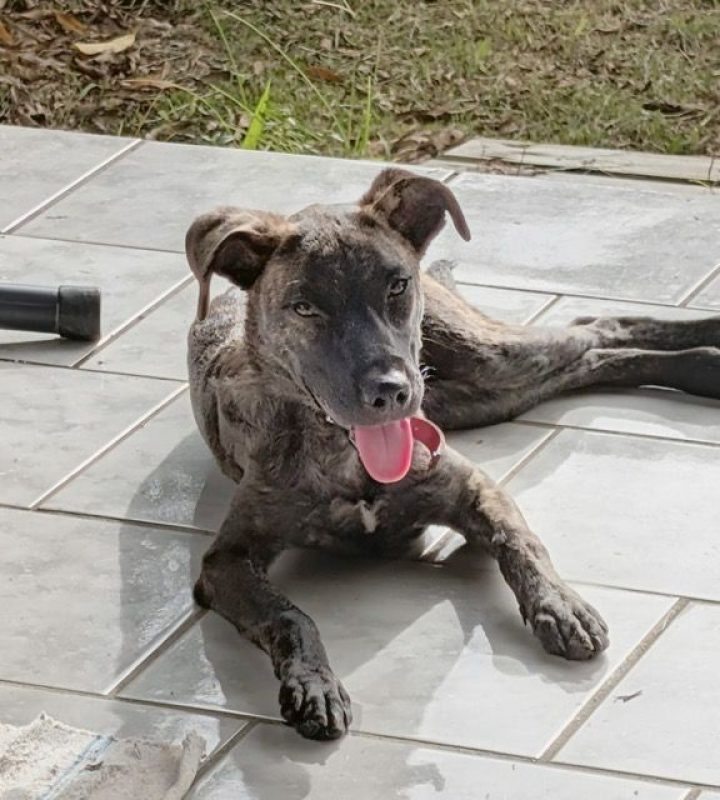 OLLIE - Chien à adopter