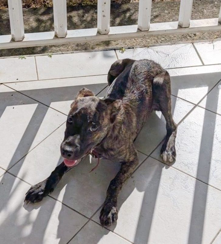 OLLIE - Chien à adopter - photo 4