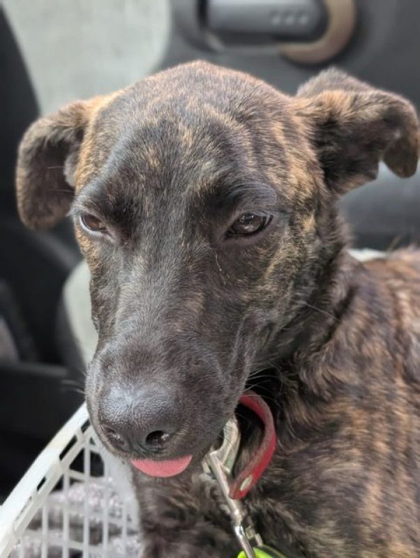 OLLIE - Chien à adopter - photo 2