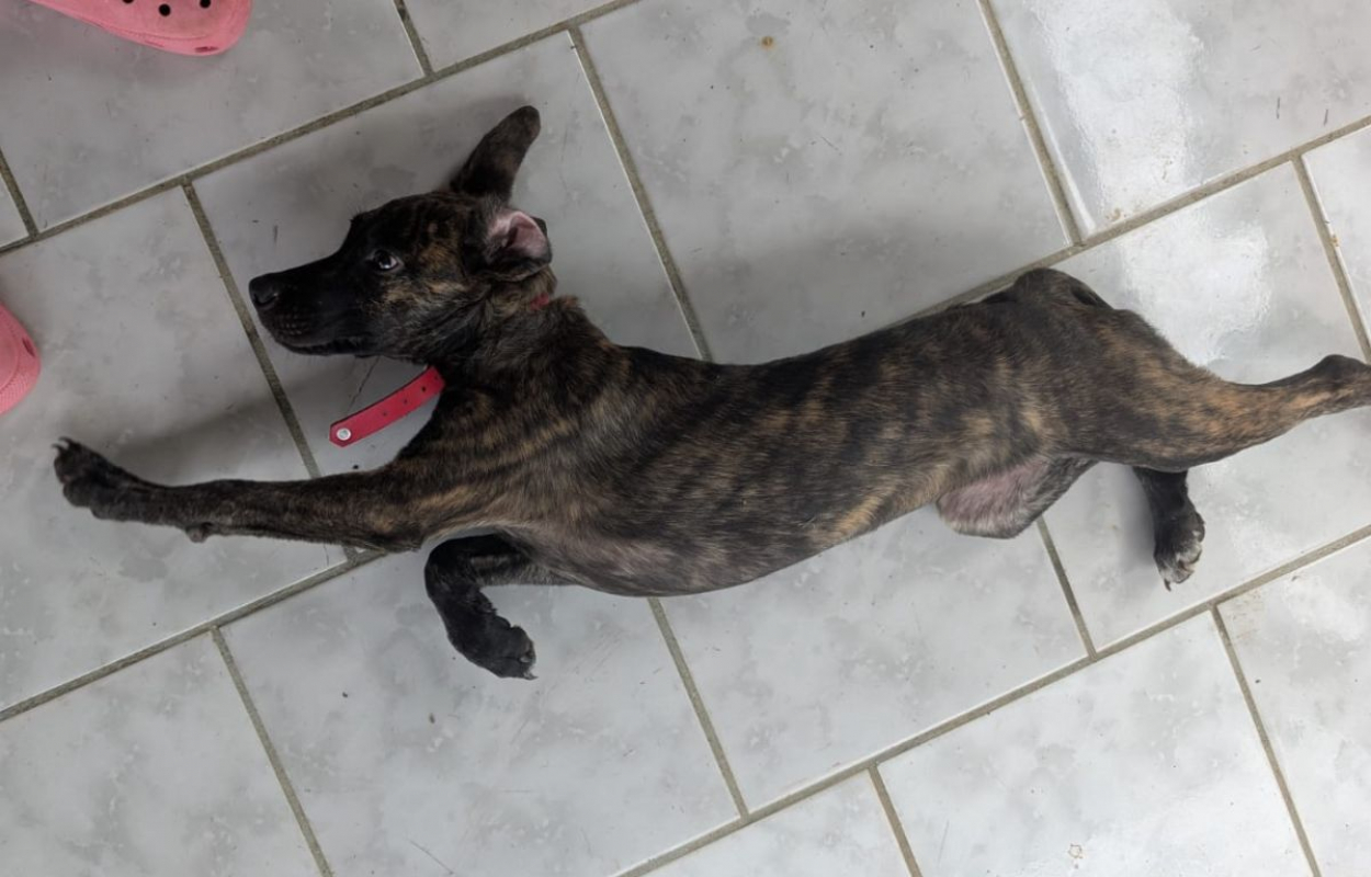 Photo #4 de OLLIE