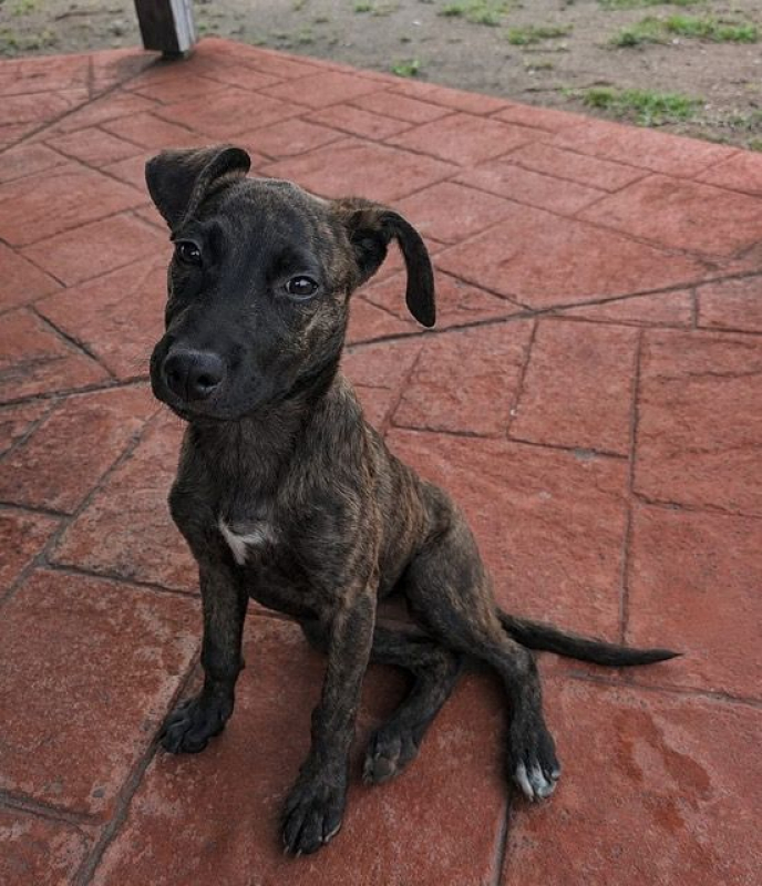 Photo #2 de OLLIE