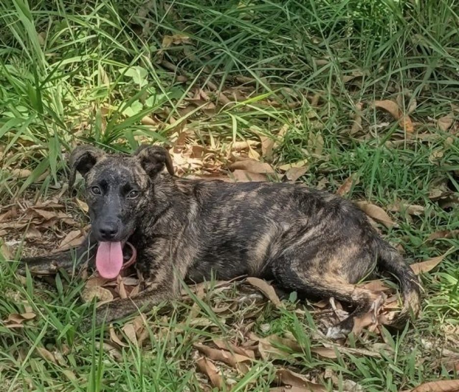 OLLIE - Chien à adopter - photo 3