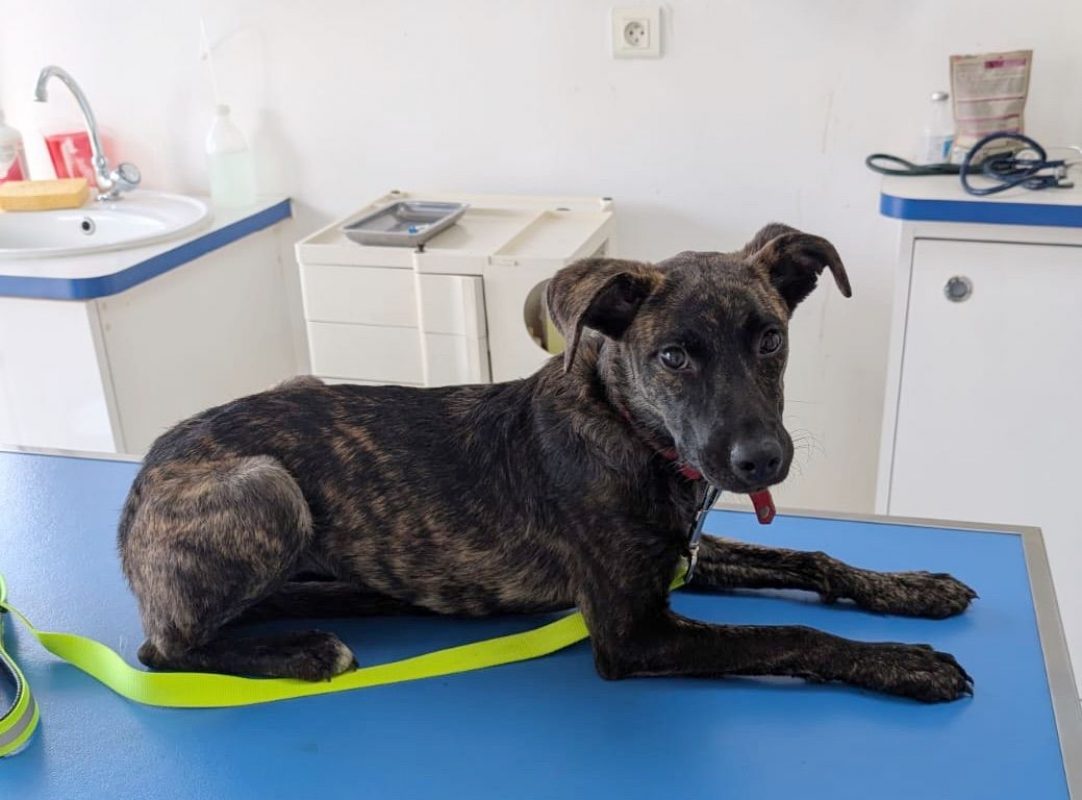 OLLIE - Chien à adopter - photo 5
