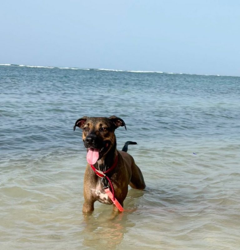 SPICY - Chien à adopter