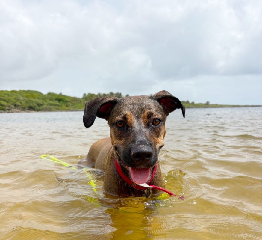 SPICY - Chien à adopter - photo 4