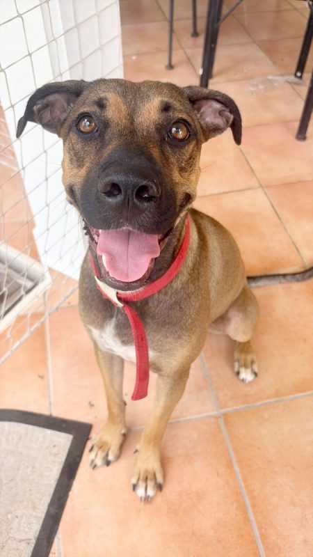 SPICY - Chien à adopter - photo 2