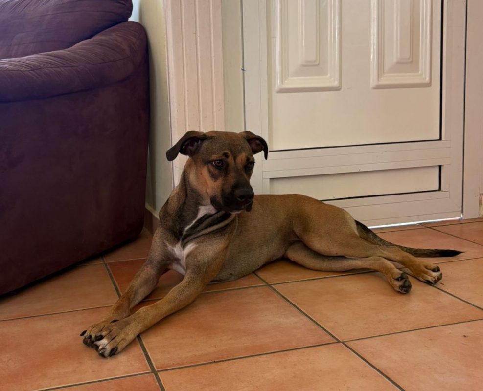 SPICY - Chien à adopter - photo 6