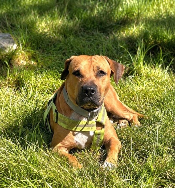 TYMAL - Chien à adopter - photo 6