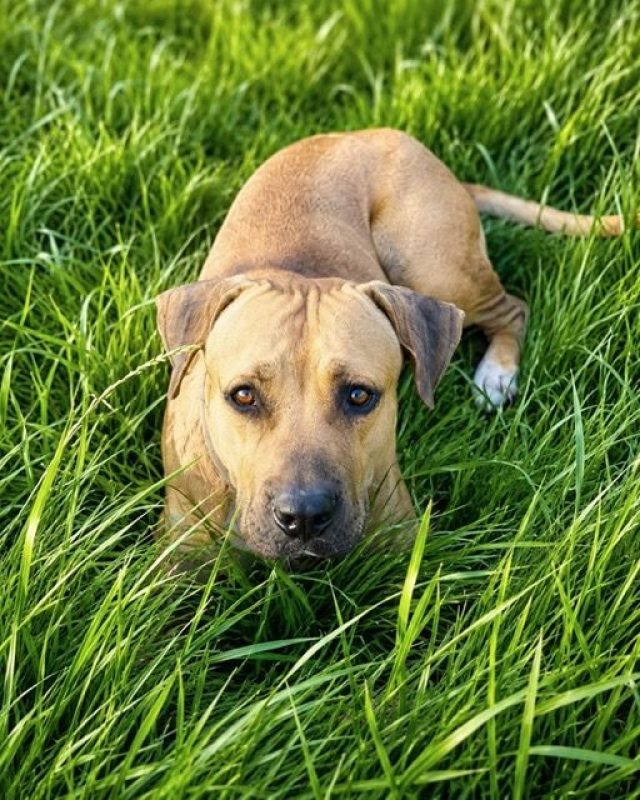 TYMAL - Chien à adopter - photo 8