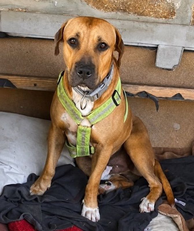 TYMAL - Chien à adopter - photo 2