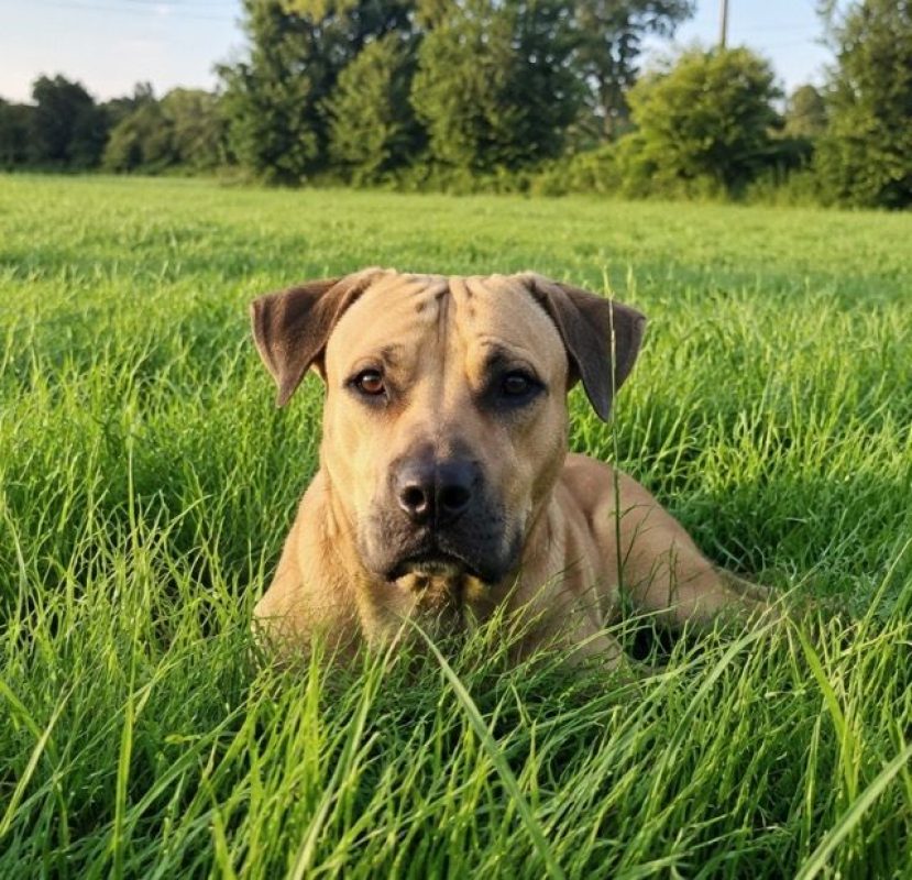 TYMAL - Chien à adopter