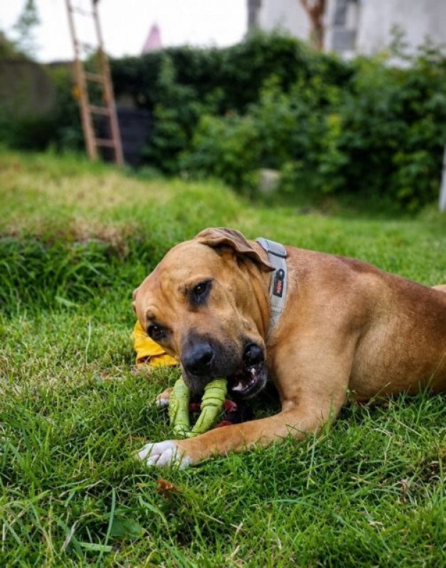 TYMAL - Chien à adopter - photo 4