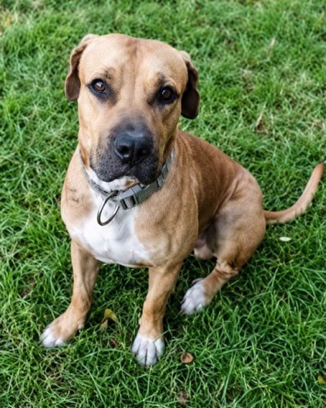 TYMAL - Chien à adopter - photo 3