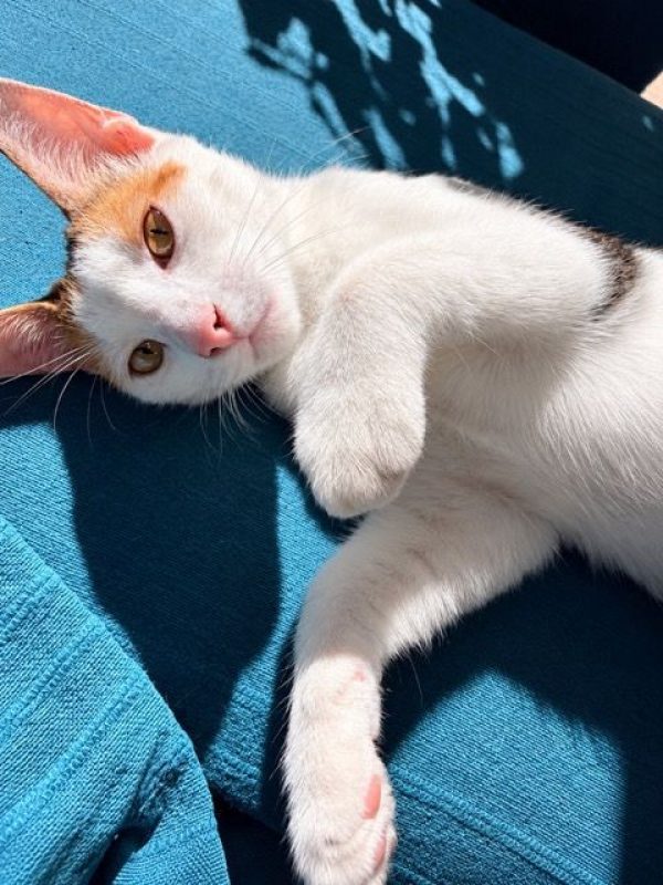 CHATKIRA - Chat à adopter - photo 3
