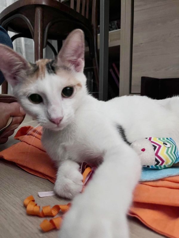 CHATKIRA - Chat à adopter